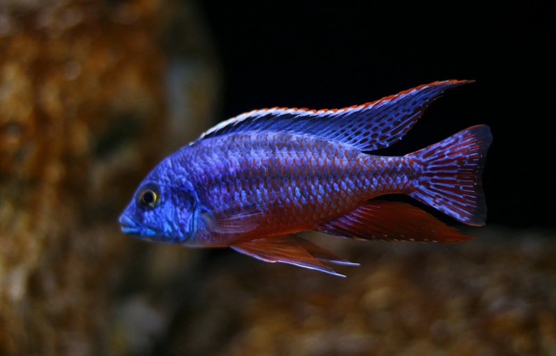Protomelas taeniolatus 'Namalenje Island'